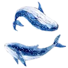 🐋